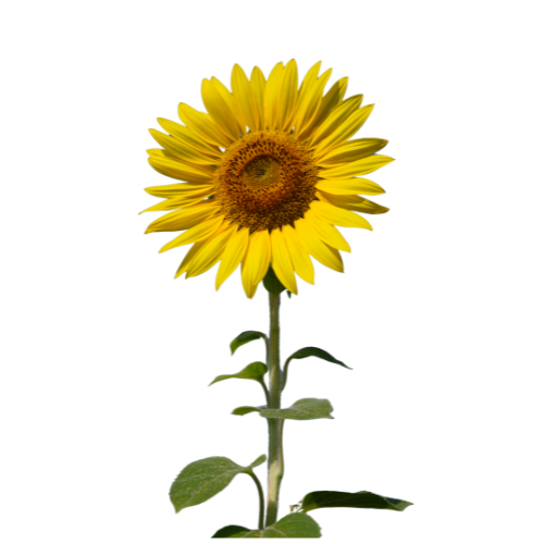 Sunflower natural source of organic sunflower oil produced by Sigma Oil Seeds.