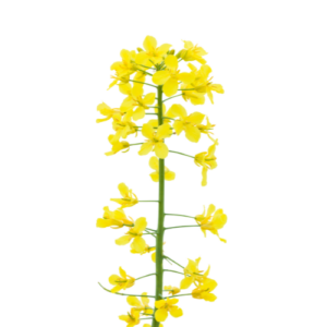 Rapeseed flower, key crop for cold-pressed organic oil production at Sigma Oil Seeds.