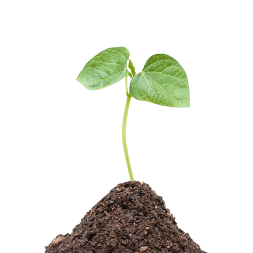 Soybean plant sprouting from rich soil – symbol of organic growth and sustainable agriculture at Sigma Oil Seeds.